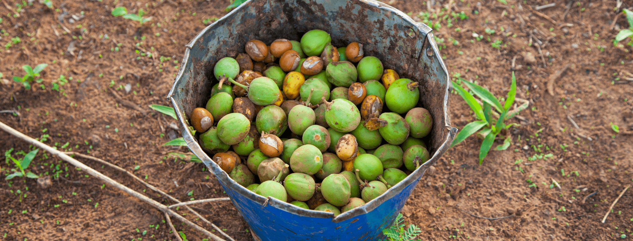 Sběr a zpracování ořechů Máslovníku afrického. Výroba bambuckého másla. 